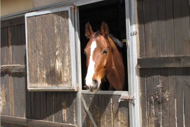 Preparazione equestre con i cavalli del centro
